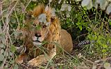 TANZANIA - Serengeti National Park - Leone maschio - 08